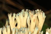 Ramaria cyanocephala image