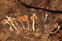 Cortinarius acutus image