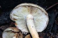 Hypholoma lateritium image