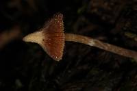 Cortinarius acutus image