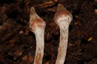 Cortinarius acutus image