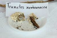 Trametes membranacea image
