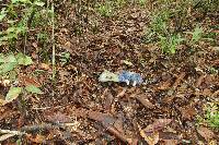 Lactarius indigo image