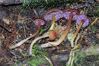 Image of Hygrocybe purpureofolia