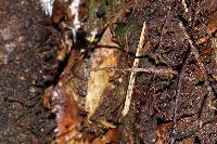 Psilocybe neoxalapensis image