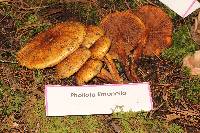 Pholiota limonella image