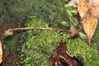 Psilocybe neoxalapensis image