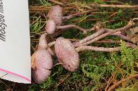 Inocybe geophylla image