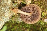 Psilocybe muliercula image