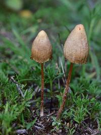 Psilocybe mexicana image