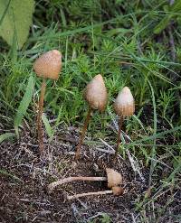 Psilocybe mexicana image