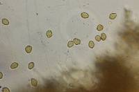Psilocybe neoxalapensis image