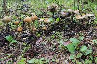 Psilocybe zapotecorum image