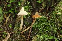 Cortinarius acutus image