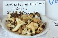 Lactarius torminosus image
