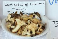 Lactarius torminosus image