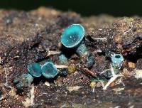 Chlorociboria aeruginosa image