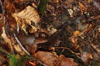 Psilocybe neoxalapensis image