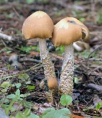 Psilocybe zapotecorum image