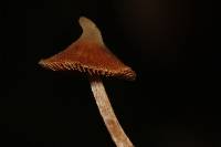 Cortinarius acutus image