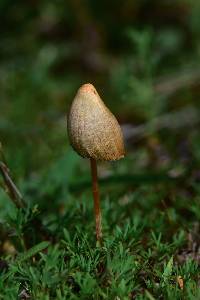 Psilocybe mexicana image