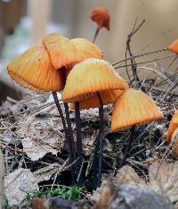 Marasmius spegazzinii image