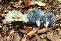 Lactarius indigo image