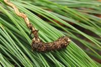 Ophiocordyceps gracilis image