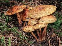 Pholiota limonella image