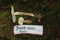 Amanita arocheae image