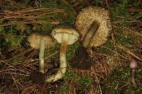 Inocybe corydalina image