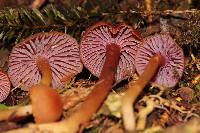 Hygrocybe purpureofolia image