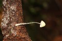 Mycena chloroxantha image