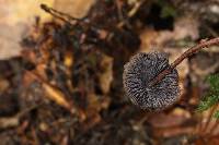 Psilocybe neoxalapensis image