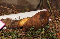 Boletus subvelutipes image