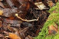 Ophiocordyceps gracilis image