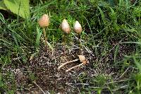 Psilocybe mexicana image