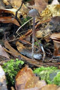 Psilocybe neoxalapensis image