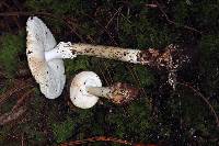 Amanita arocheae image