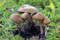 Psilocybe zapotecorum image