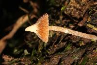 Cortinarius acutus image