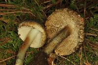 Inocybe corydalina image