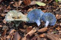 Lactarius indigo image