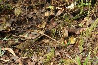 Psilocybe neoxalapensis image