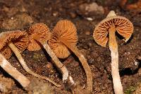 Cortinarius acutus image