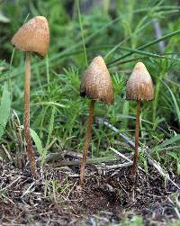 Psilocybe mexicana image