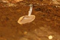 Psilocybe muliercula image