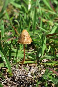 Psilocybe mexicana image