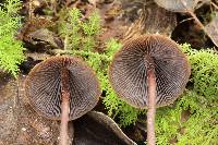 Psilocybe neoxalapensis image