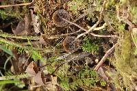 Psilocybe neoxalapensis image